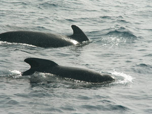 Tarifa Dolphins